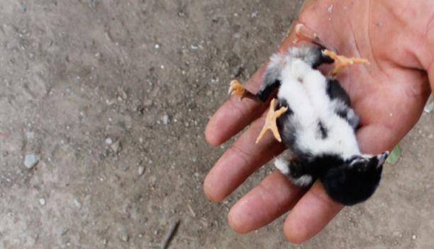 4 ayaklı civciv şaşırttı