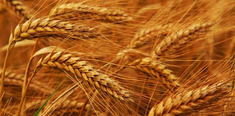 Tarım ürünleri ihracatında artış