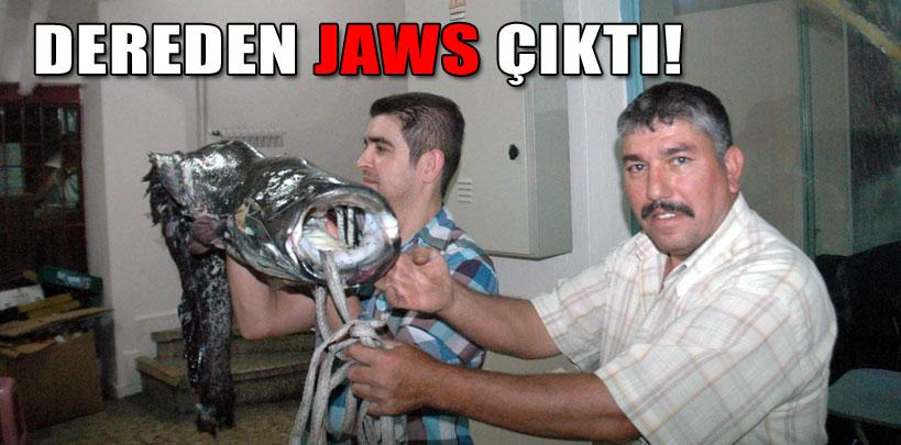 Simav Çayı'ndan 'Jaws' çıktı
