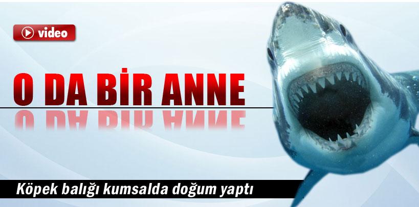 Köpek balığı kumsalda doğum yaptı