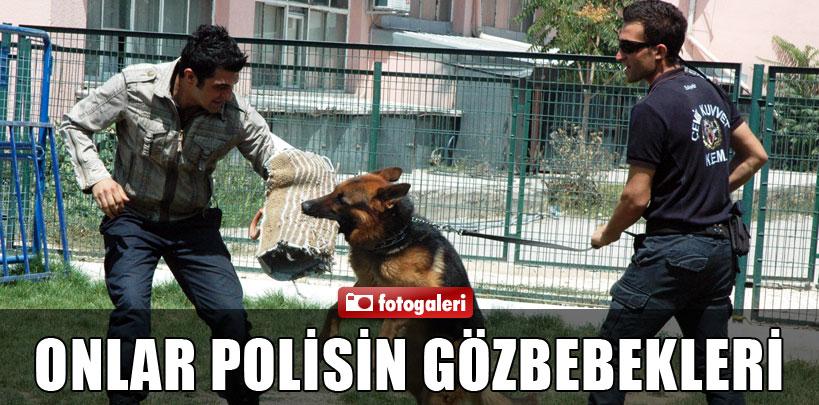 Bu köpekler polisin göz bebeği