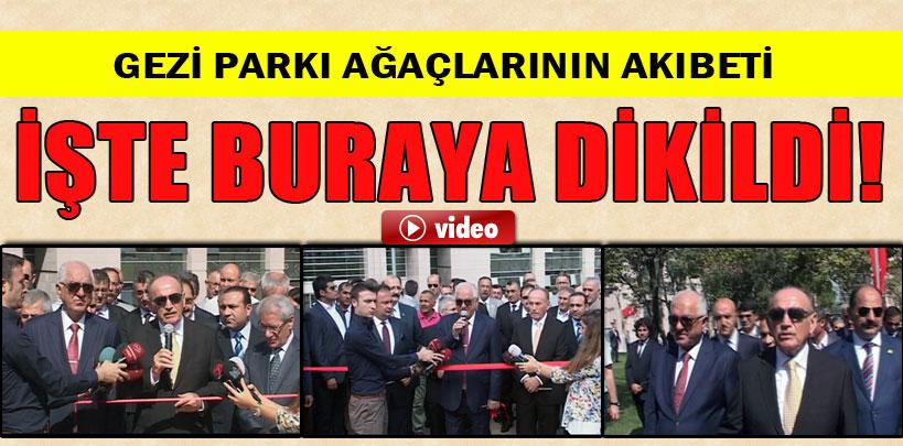 Gezi Parkı'ndan sökülen ağaçlar Abide-i Hürriyet Parkı'na dikildi