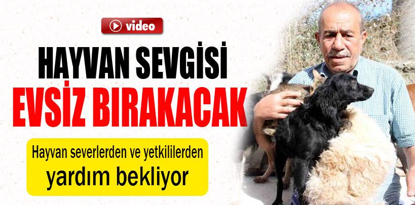 Emekli maaşıyla 100 hayvanı besliyor
