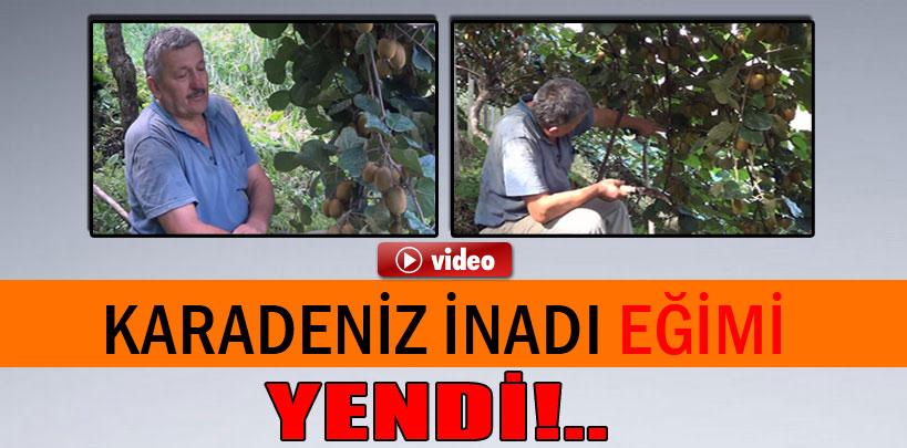 Karadeniz inadı yüzde 80 eğimli araziye kivi bahçesi yaptırttı