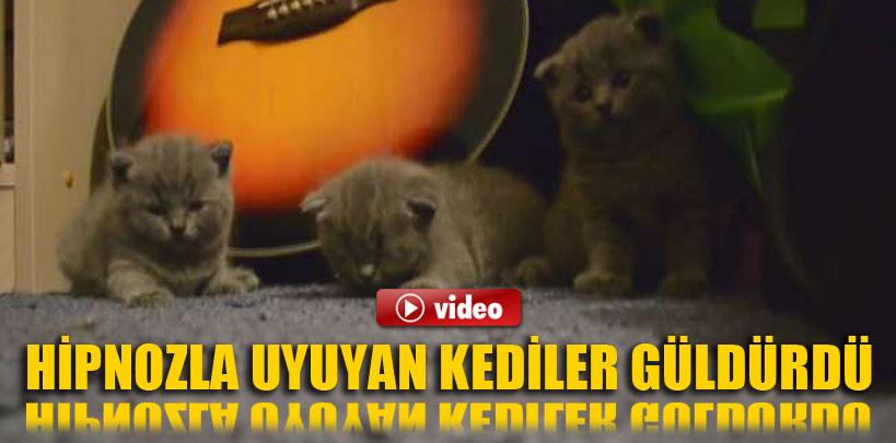Hipnozla uyuyan kediler güldürdü