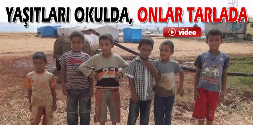 Yaşıtları okulda onlar tarlada çalışıyor