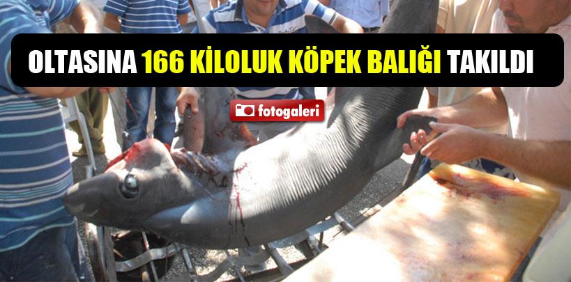 Fethiye'de denizden panter cinsi köpek balığı çıktı