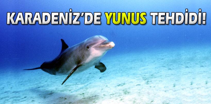 Karadeniz'de Yunus Balığı tehdidi