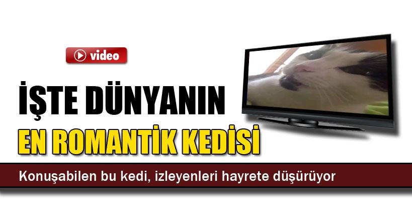 Bu kedi tam bir Casanova