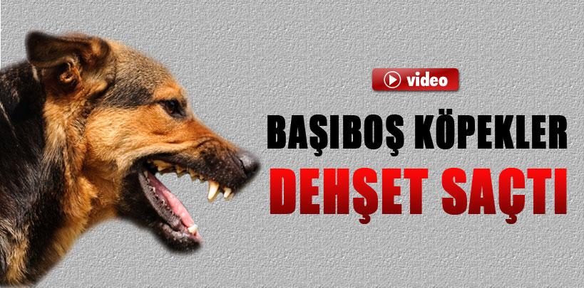 Beyoğlu'nda başıboş köpekler dehşet saçtı