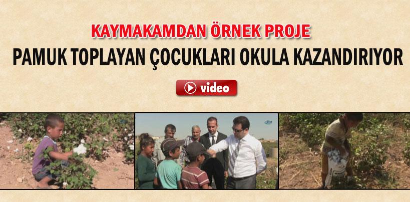 Şanlıurfa Kaymakamlığı pamuk toplayan çocukların yevmiyelerini verecek