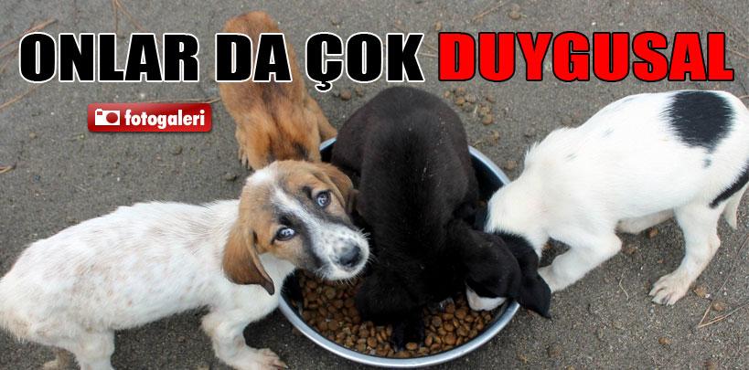 Sokak hayvanları da insanlar kadar duygusal