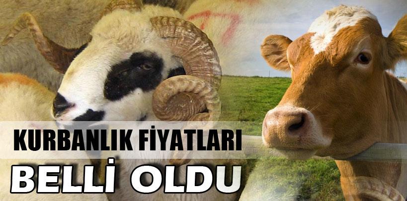 Şemsi Bayraktar'dan, kurbanlık açıklaması