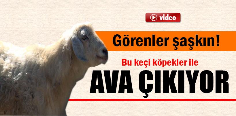 Bu keçi köpekler ile ava çıkıyor