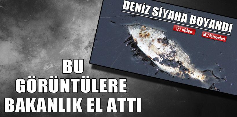 Gemlik Körfezi'ndeki çevre felaketine bakanlık el attı