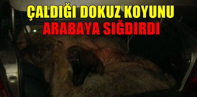 Otomobilden çıkan koyunlar şaşırttı