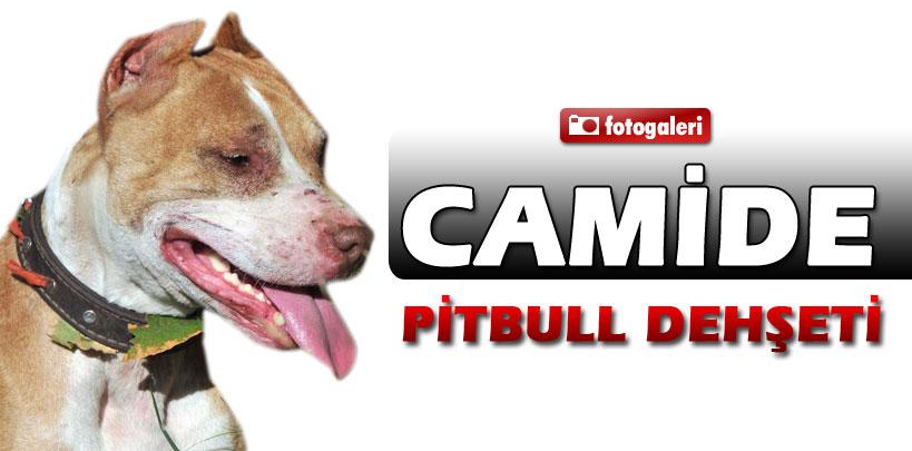 Bursa'da cami avlusunda pitbull dehşeti