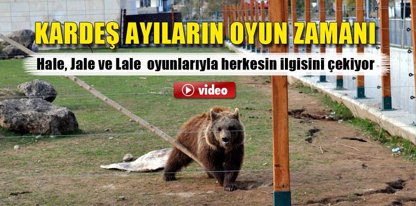 Kayseri'deki Hayvanat Bahçesi'nde kardeş ayıların oyun zamanı