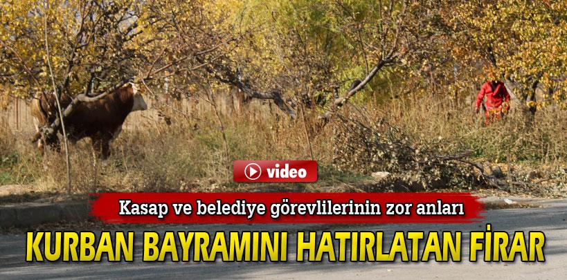 Görevliler kaçtı, boğa kovaladı