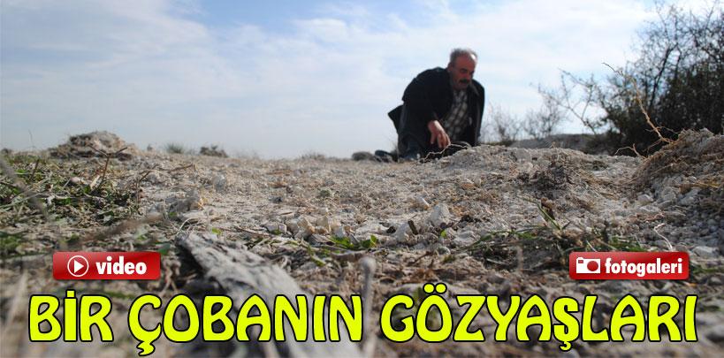 Koyunları telef olan çobanın gözyaşları